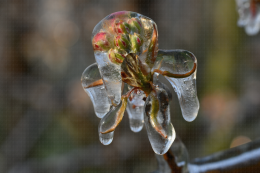 Lutte contre le gel par aspersion - Verger de poirier, Lanxade (24) : 10/03/2021